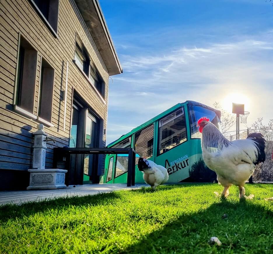 Hühner auf dem Gras